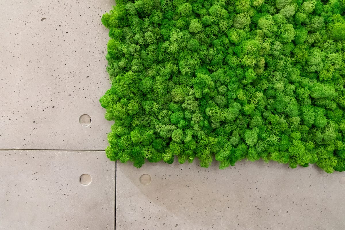Lichenii stabilizați: Soluția eco pentru pereți verzi în interior
