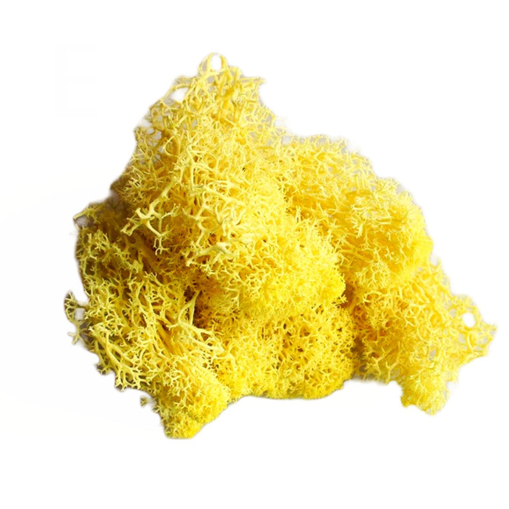 Licheni stabilizați 500g, culoare galben - ROC FD 15