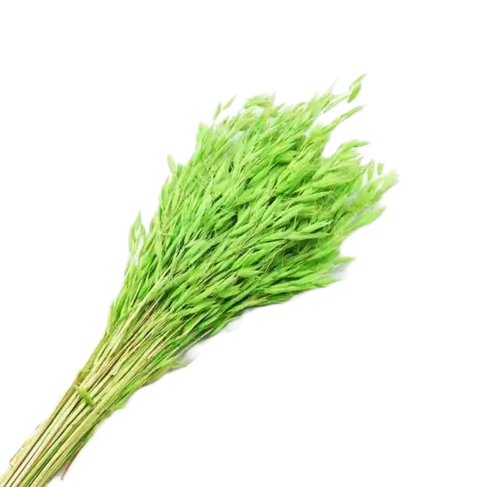 Ovăz verde deschis - ROC FD29
