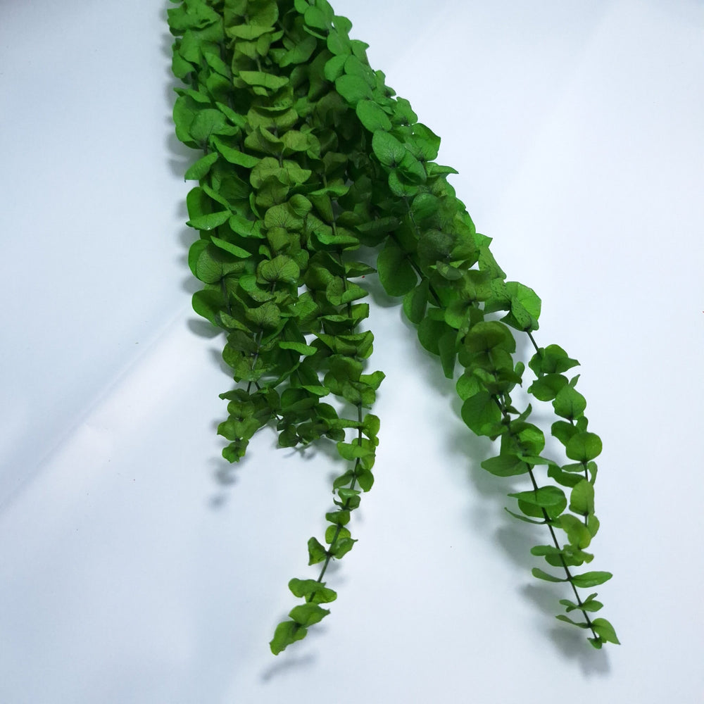 Eucalipt criogenat, culoare verde - ROC FD21