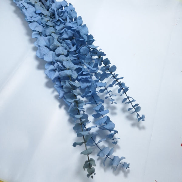 Eucalipt criogenat, culoare blue - ROC FD21