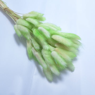Buchet Lagurus, culoare verde deschis cu crem - ROC FD8