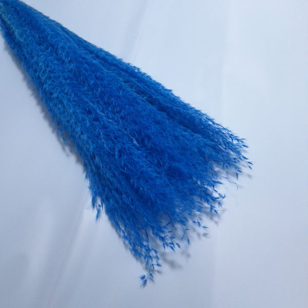 Miscanthus, culoare albastru - ROC FD 9
