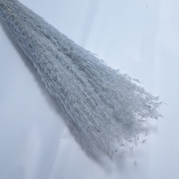 Miscanthus, culoare gri - ROC FD 9