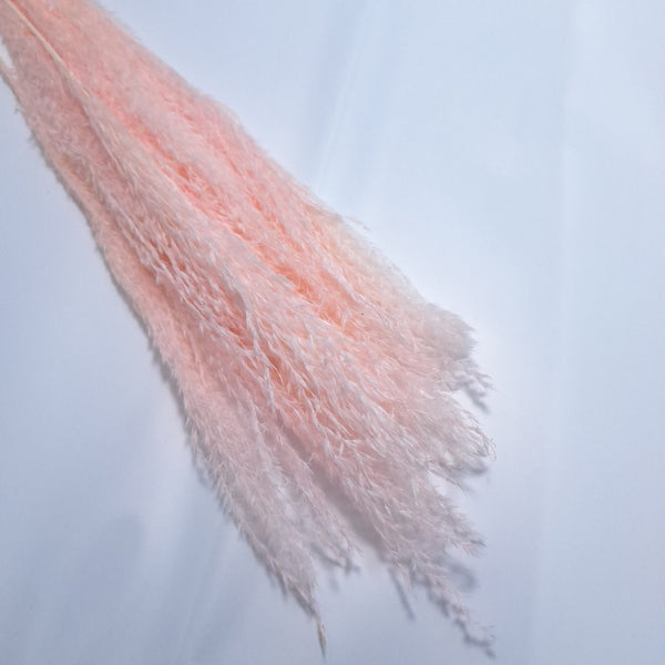 Miscanthus, culoare roz - ROC FD9