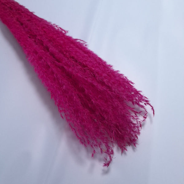 Miscanthus, culoare ciclam - ROC FD9