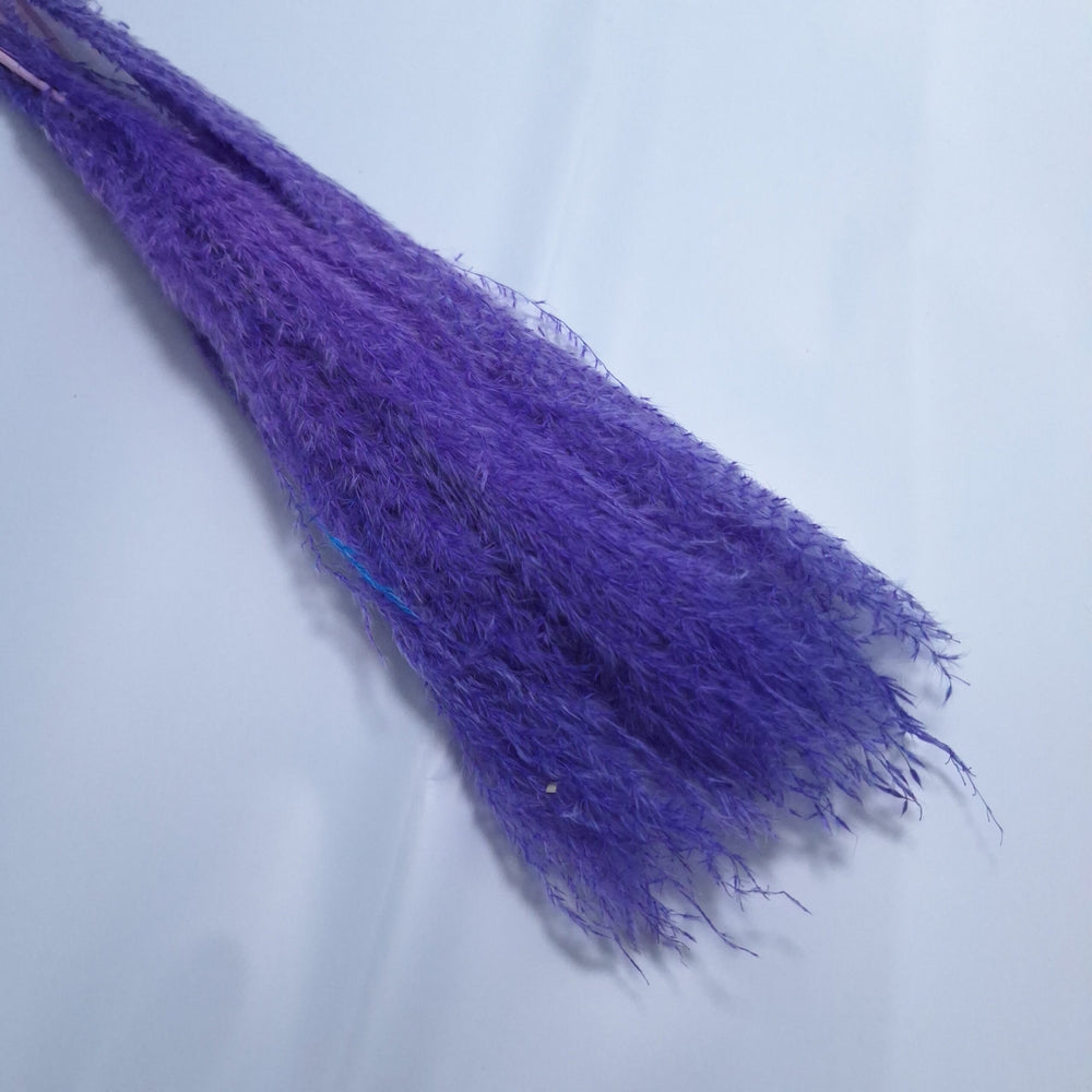 Miscanthus, culoare mov - ROC FD9