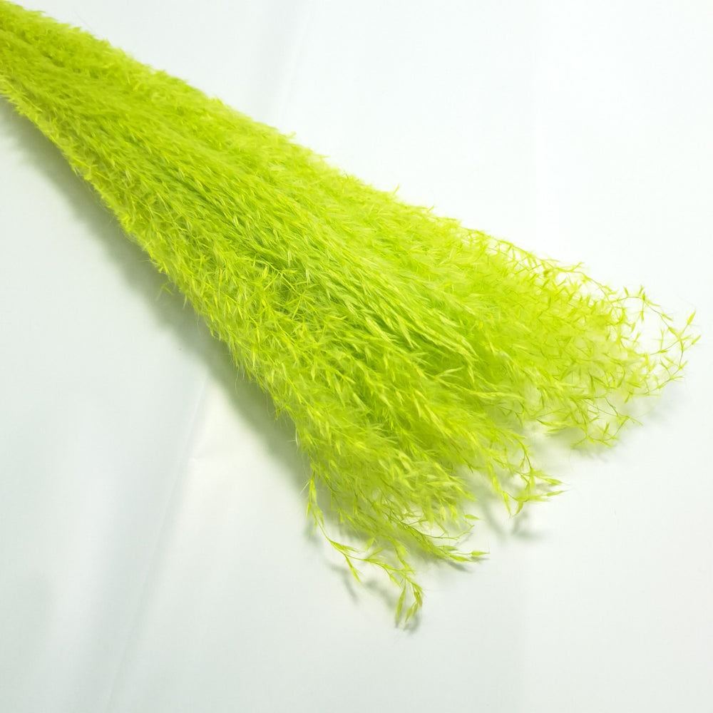 Miscanthus, culoare verde - ROC FD9
