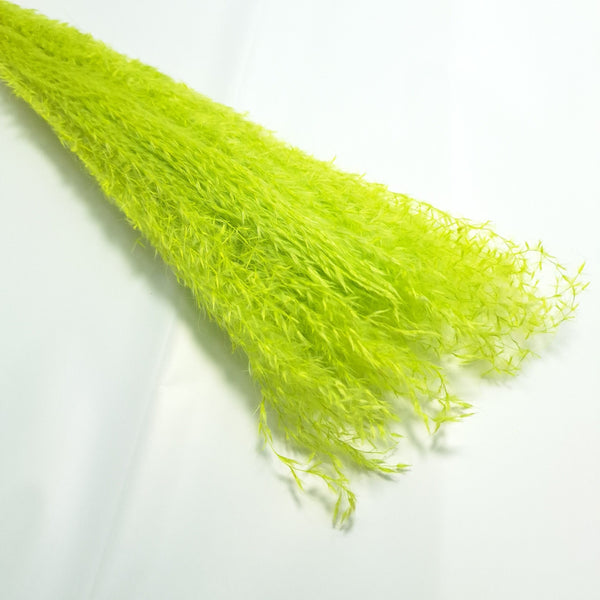 Miscanthus, culoare verde - ROC FD9