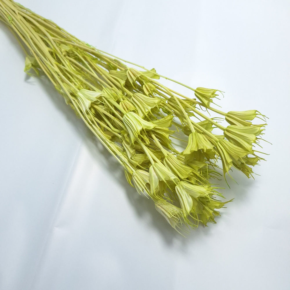 Nigella Orientale uscată, culoare verde - ROC FD 3