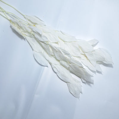 Ruscus criogenat, culoare alb - ROC FD20
