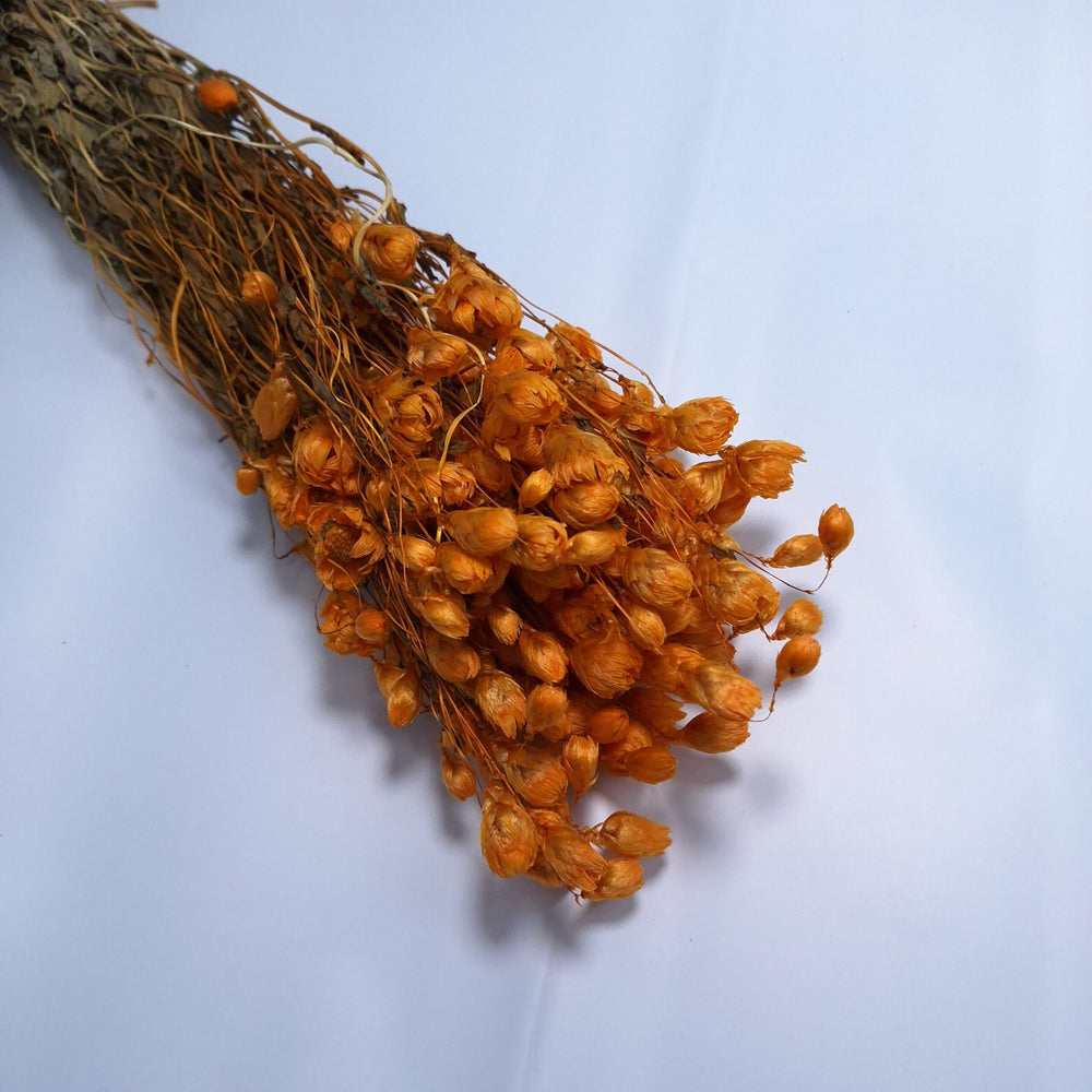 Ammobium uscat, culoare portocaliu - ROC FD24