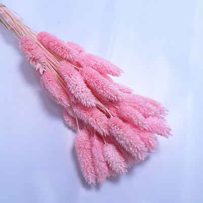 Phalaris, culoare roz închis - ROC FD25