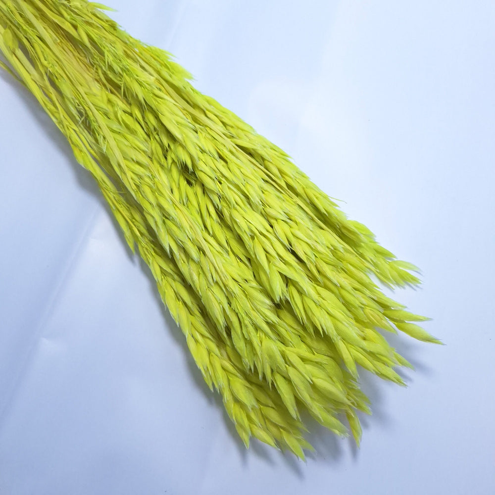 Ovăz, culoare verde deschis - ROC FD29