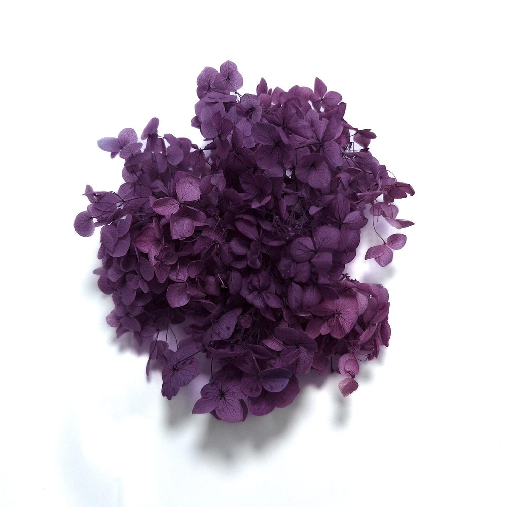Hortensie criogenată cutie, culoare mov - ROC FD12