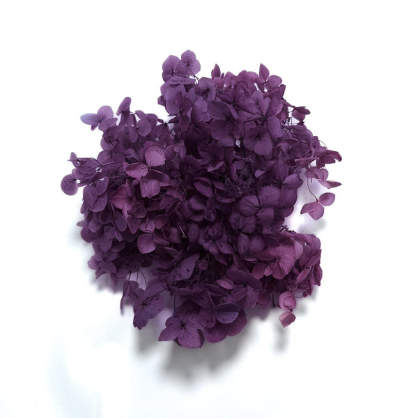 Hortensie criogenată cutie, culoare mov - ROC FD12
