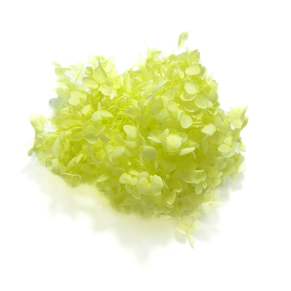 Hortensie criogenată cutie, culoare verde deschis - ROC FD12