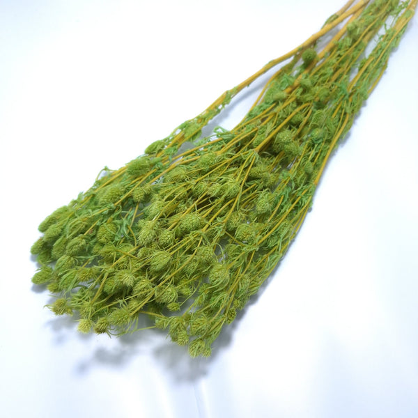 Ciulini criogenați, culoare verde - ROC FD 5