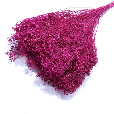 Broom bloom, culoare ciclam - ROC FD 42