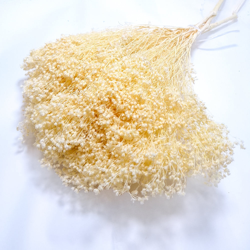 Broom bloom, culoare crem - ROC FD 42