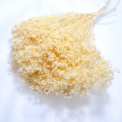 Broom bloom, culoare crem - ROC FD 42