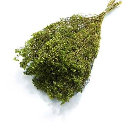 Broom bloom, culoare verde olive - ROC FD42