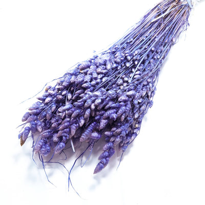 Briza Maxima, culoare mov - ROC FD43
