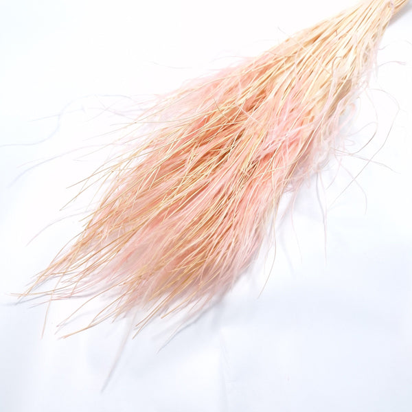 Stipa Pennata, culoare roz - ROC FD 44