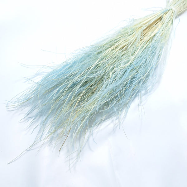 Stipa Pennata, culoare blue - ROC FD 44