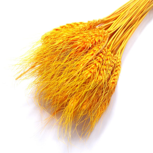 Buchet spice de grau, culoare portocaliu - ROC FD6