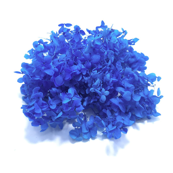 Hortensie criogenată cutie, culoare albastru - ROC FD12