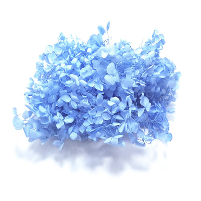 Hortensie criogenată cutie, culoare blue - ROC FD12