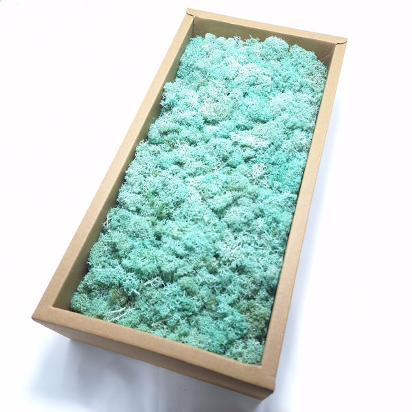 Licheni stabilizați 500g, culoare turcoaz - ROC FD15