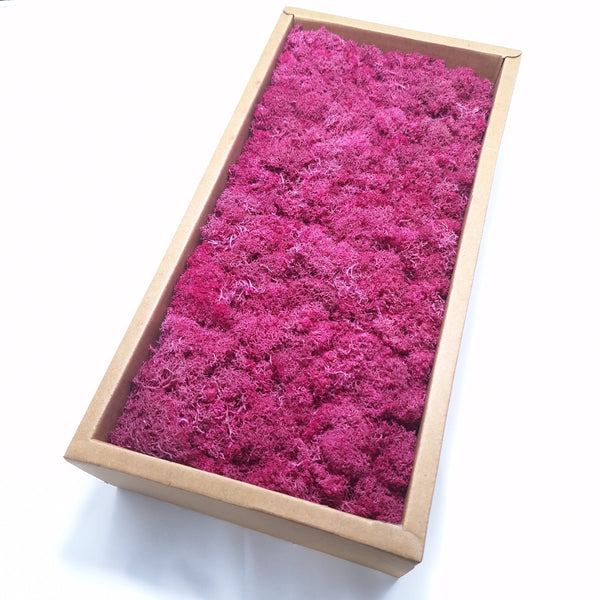 Licheni stabilizați 500g, culoare ciclam - ROC FD15