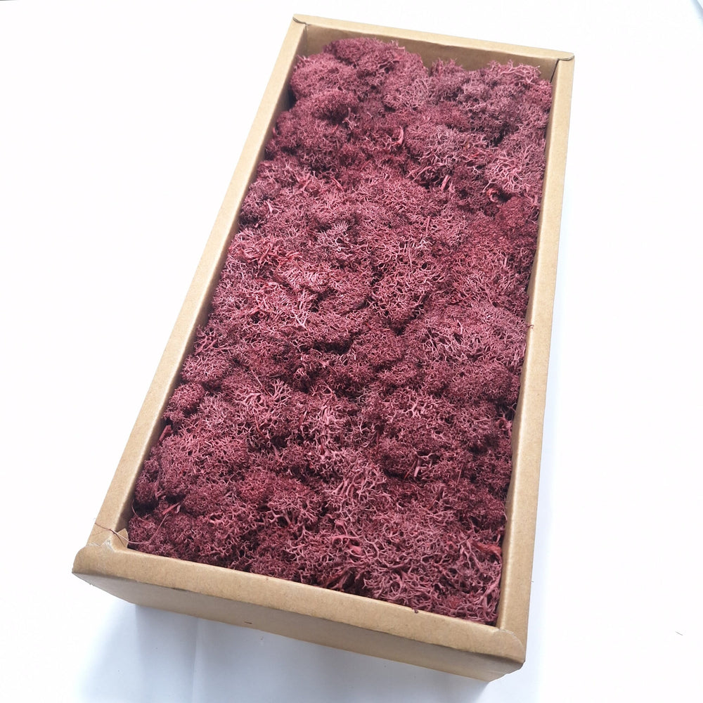 Licheni stabilizați 500g, culoare roz prăfuit - ROC FD15