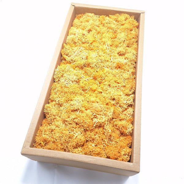 Licheni stabilizați 500g, culoare portocaliu - ROC FD 15