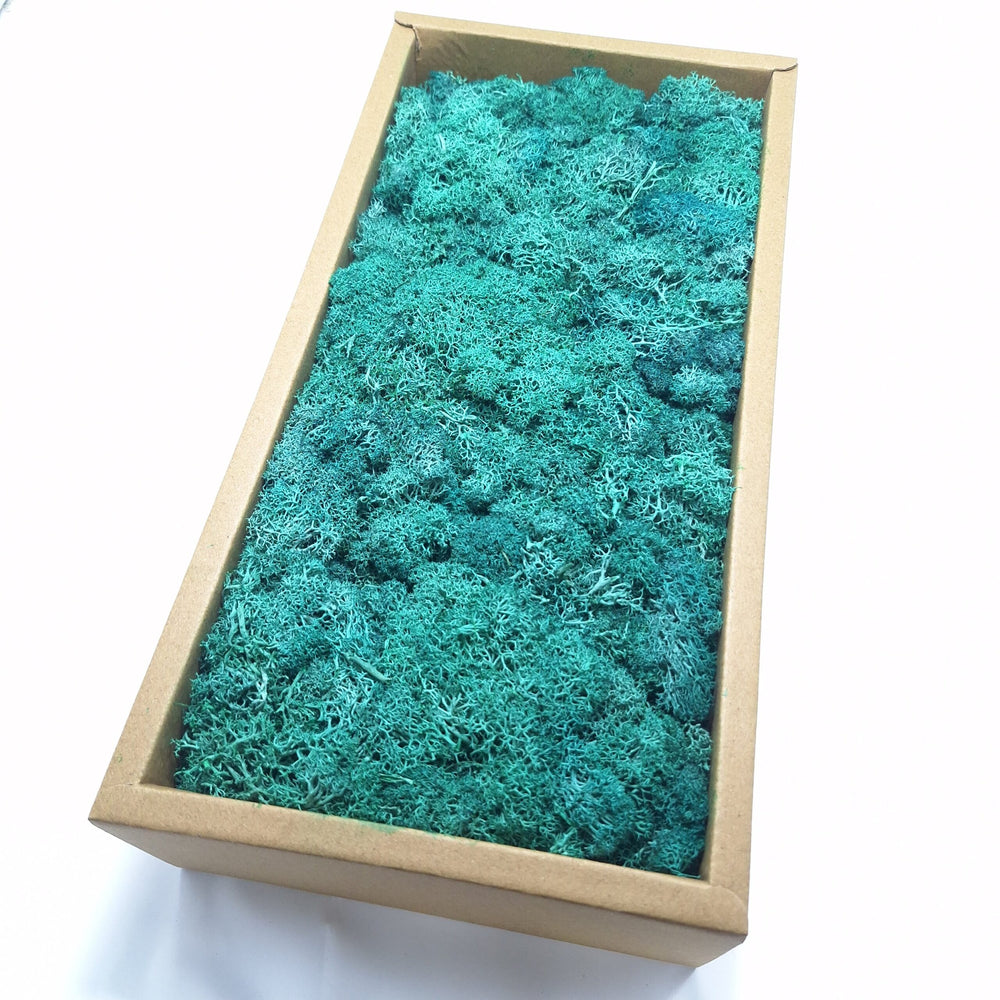 Licheni stabilizați 500g, culoare verde smarald - ROC FD 15