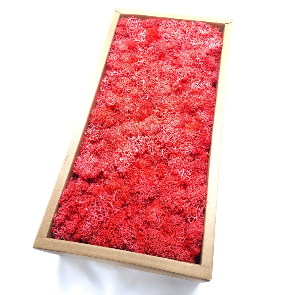 Licheni stabilizați 500g, culoare rosu - ROC FD15