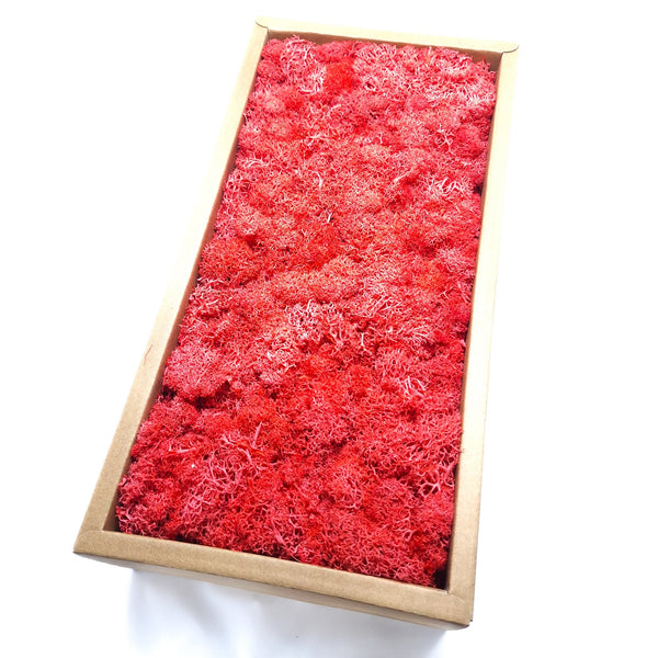 Licheni stabilizați 500g, culoare rosu - ROC FD15
