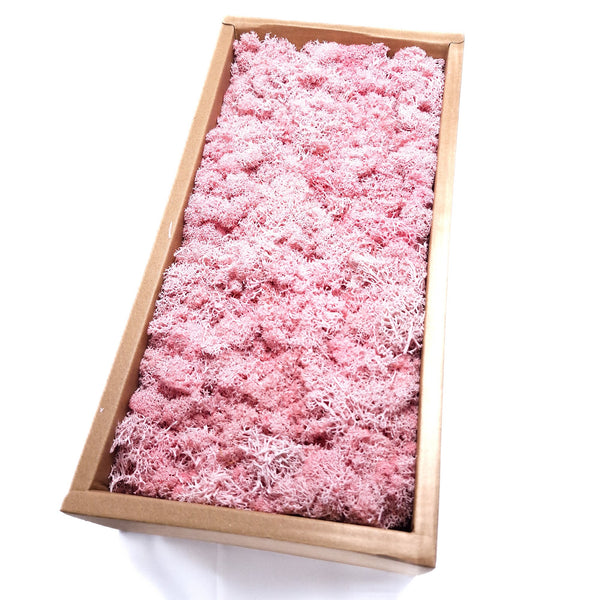 Licheni stabilizați 500g, culoare roz - ROC FD 15