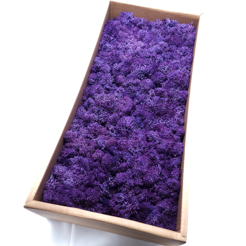 Licheni stabilizați 500g, culoare mov - ROC FD15