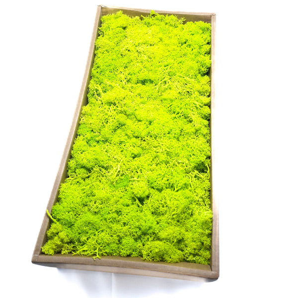 Licheni stabilizați 500g, culoare verde crud - ROC FD15