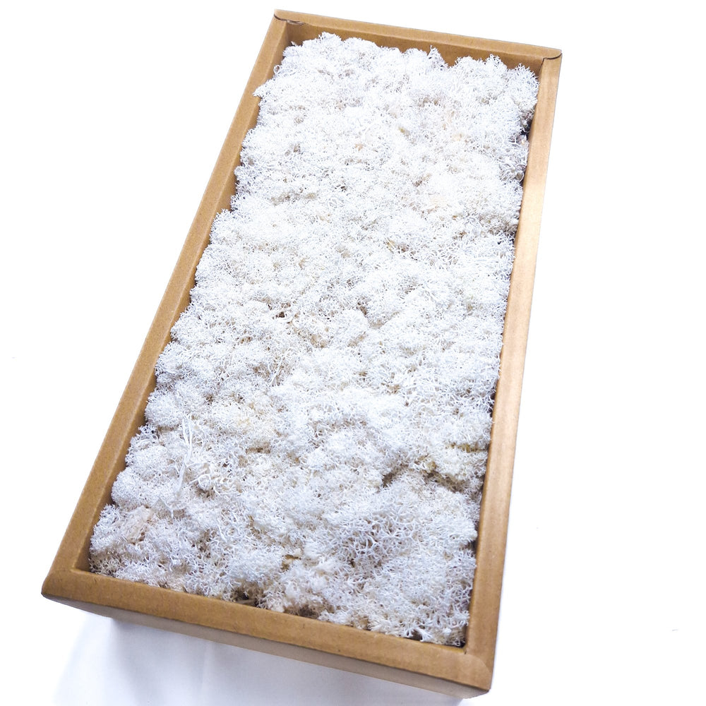 Licheni stabilizați 500g, culoare alb - ROC FD15