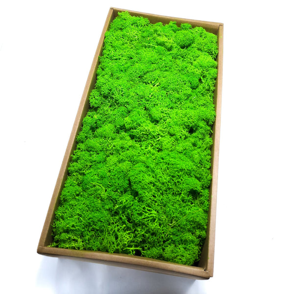 Licheni stabilizați 500g, culoare verde - ROC FD15