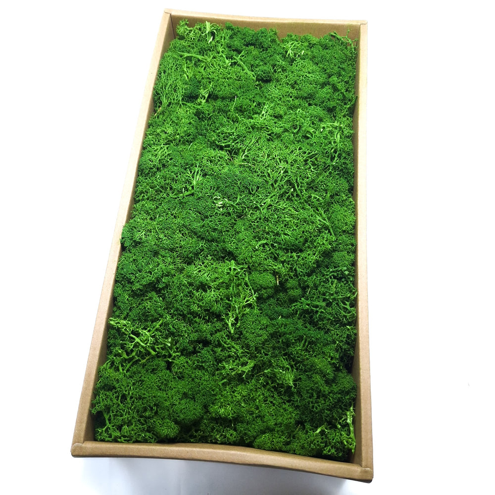 Licheni stabilizați 500g, culoare verde închis - ROC FD15