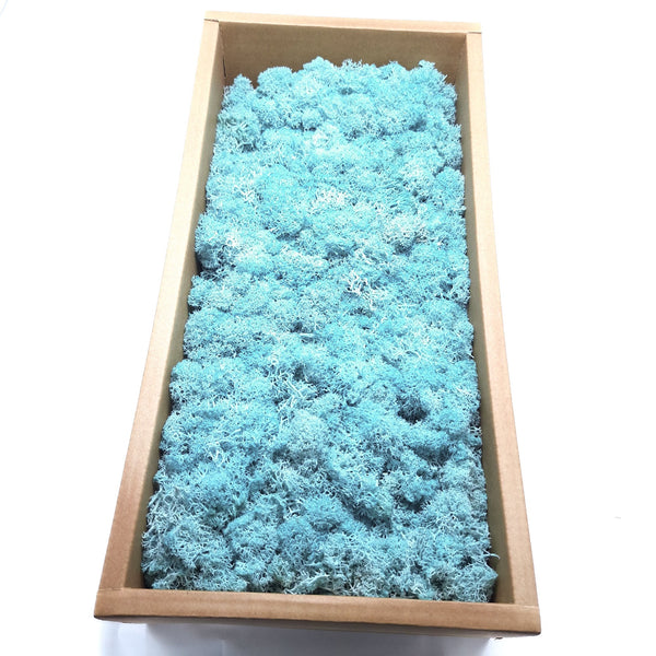 Licheni stabilizați 500g, culoare blue - ROC FD15