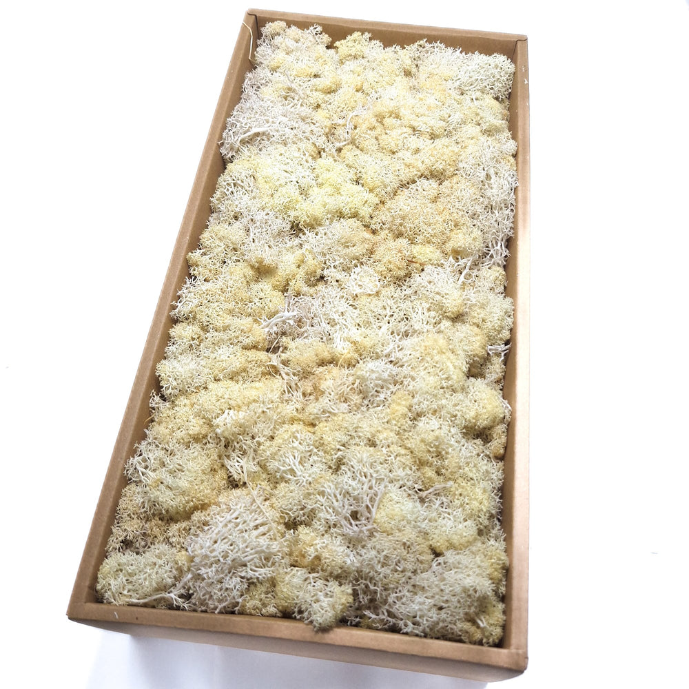 Licheni stabilizați 500g, culoare crem - ROC FD15