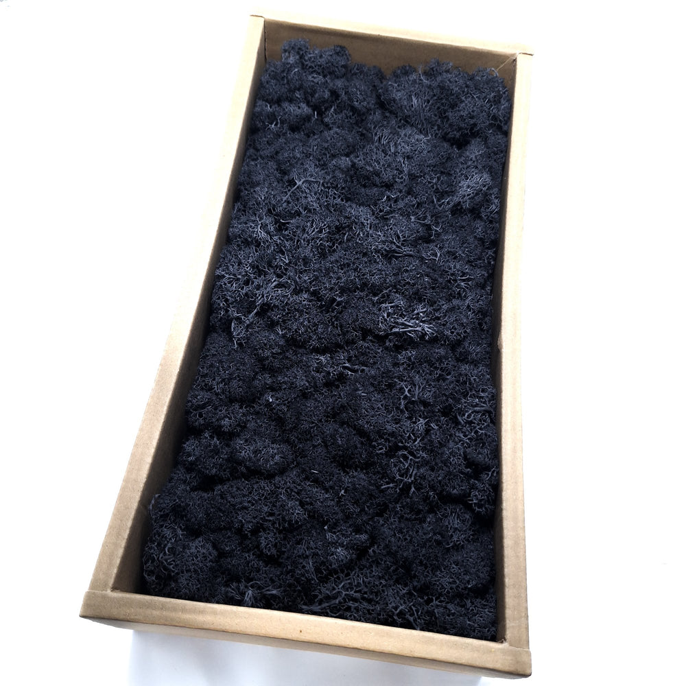 Licheni stabilizați 500g, culoare negru - ROC FD15