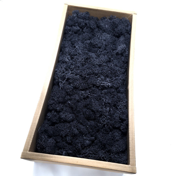 Licheni stabilizați 500g, culoare negru - ROC FD15