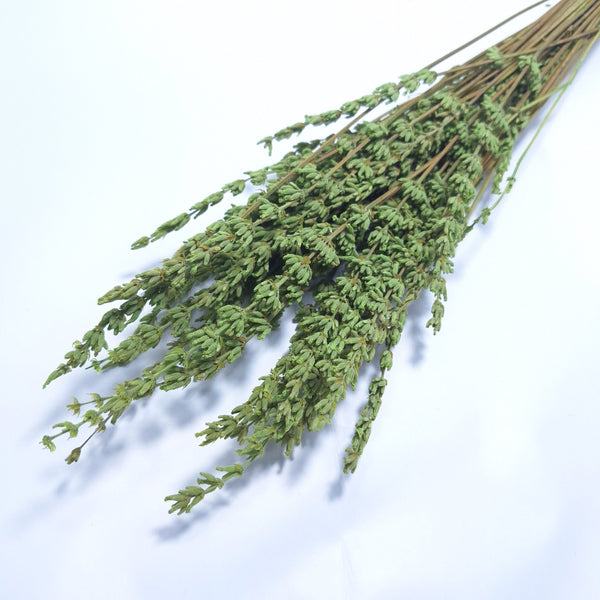 Buchet lavandă, culoare verde - ROC FD 2